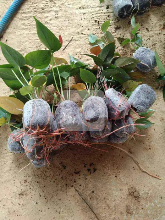 Cocopeat Grow Bags | Cocopeat Sri Lanka | කොකෝපීට්
