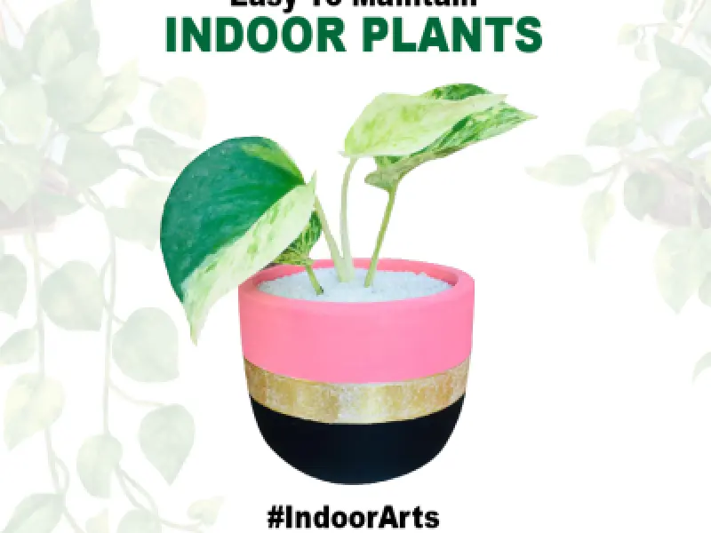 Mony Plant for Decorate your Home Interior multi-color colorful pot - Easy To Maintain - Indoor Arts Sri Lanka